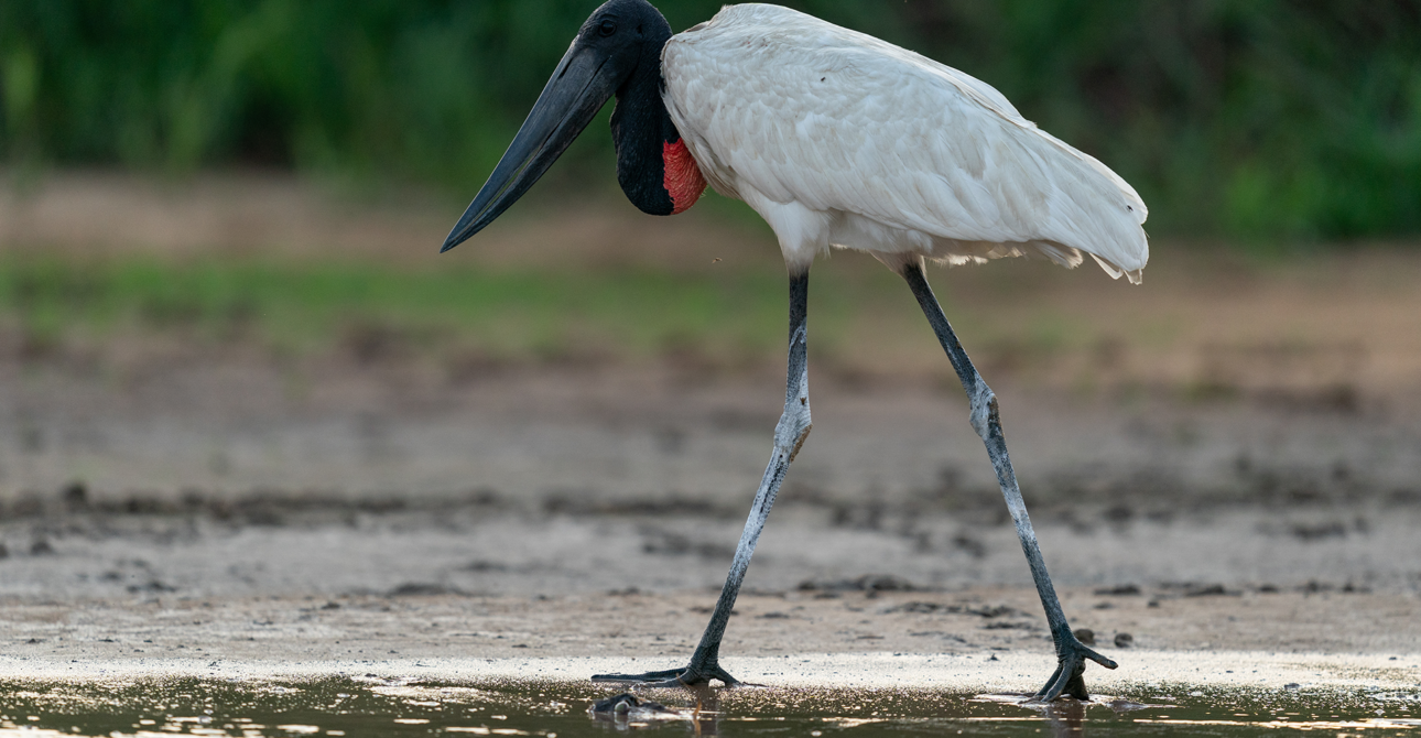 The Ultimate Guide to Palo Verde Boat Tours: A Nature Lover’s Dream